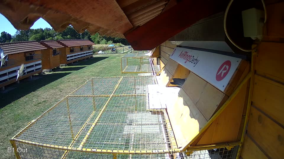 Pigeon Arrival Image For Race Race 3
