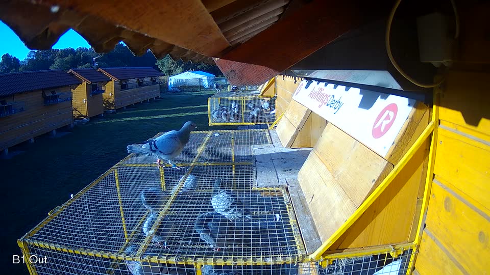 Pigeon Arrival Image For Race Final Race 2/3