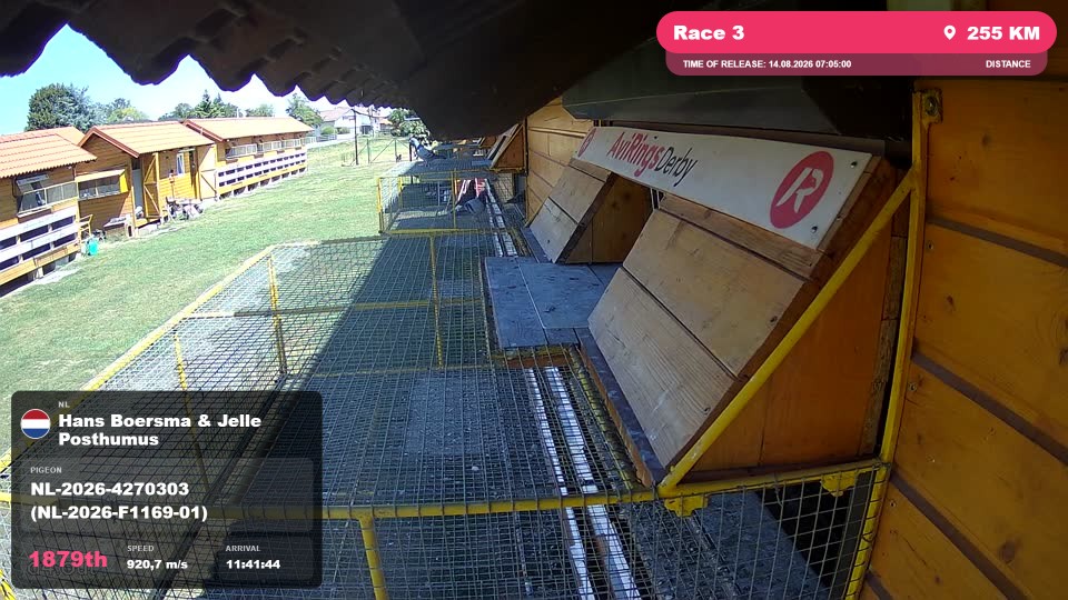 Pigeon Arrival Image For Race Race 3