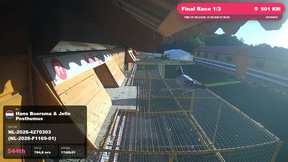 Pigeon Arrival Image For Race Final Race 1/3