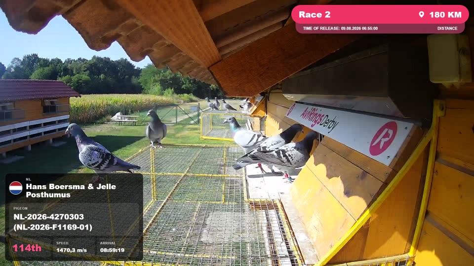 Pigeon Arrival Image For Race Race 2