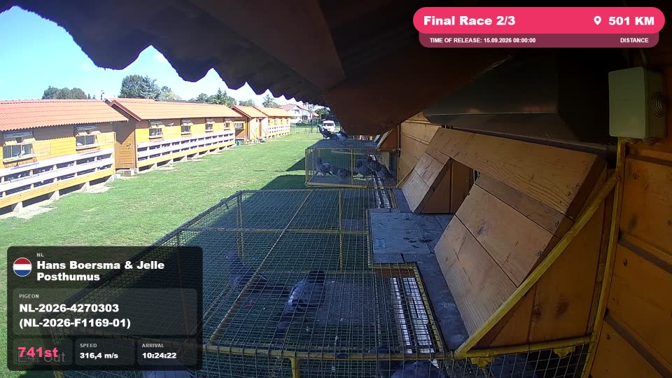 Pigeon Arrival Image For Race Final Race 2/3