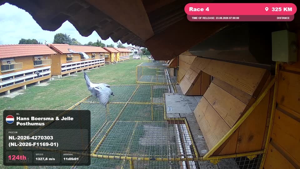 Pigeon Arrival Image For Race Race 4