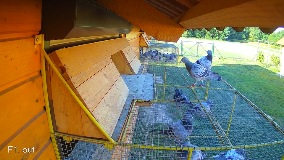 Pigeon Arrival Image For Race Race 5