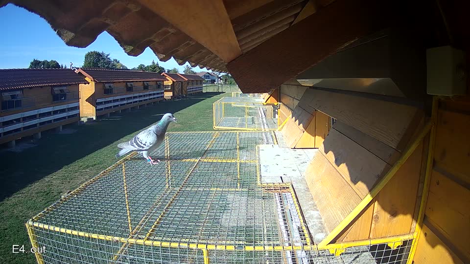 Pigeon Arrival Image For Race Final Race 1/3