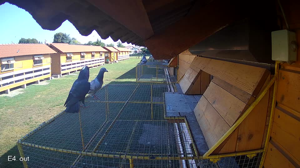 Pigeon Arrival Image For Race Race 2