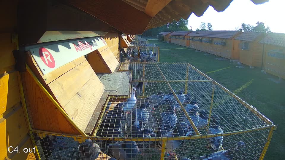 Pigeon Arrival Image For Race Race 1