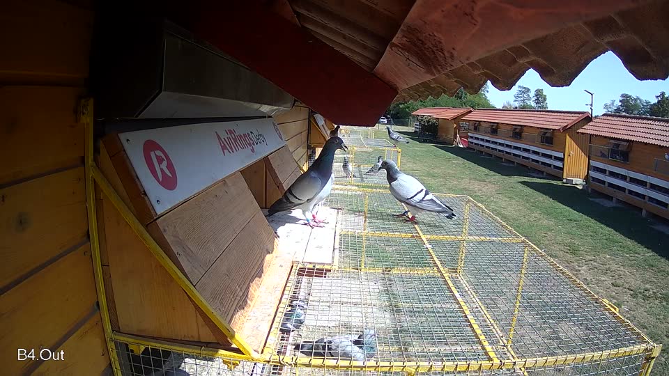 Pigeon Arrival Image For Race Race 5