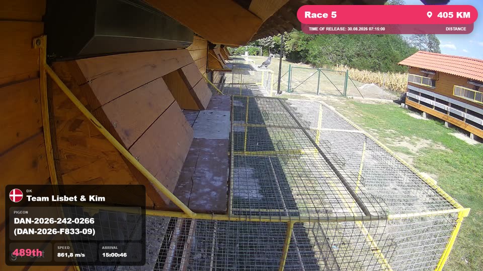 Pigeon Arrival Image For Race Race 5
