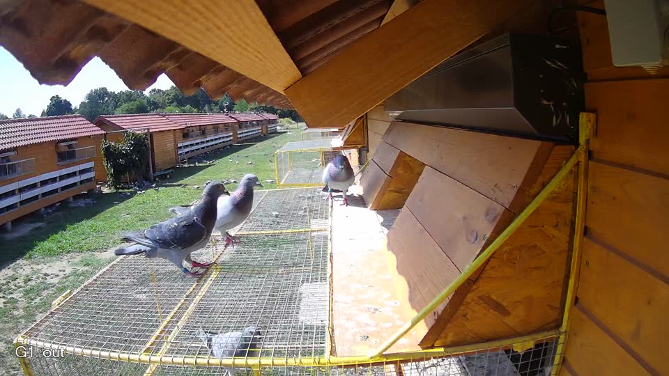 Pigeon Arrival Image For Race Race 2