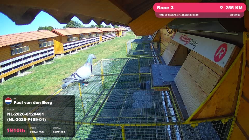 Pigeon Arrival Image For Race Race 3