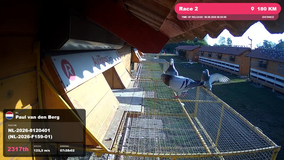 Pigeon Arrival Image For Race Race 2