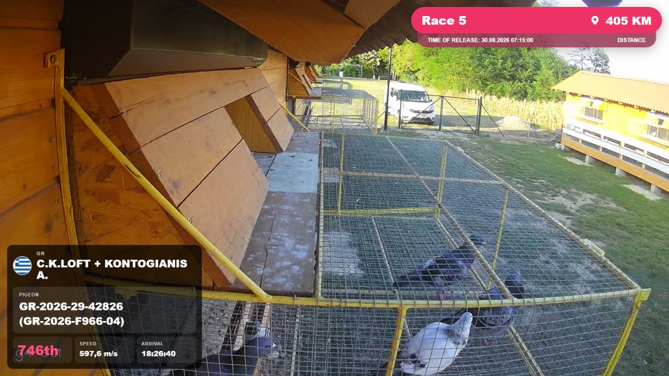 Pigeon Arrival Image For Race Race 5