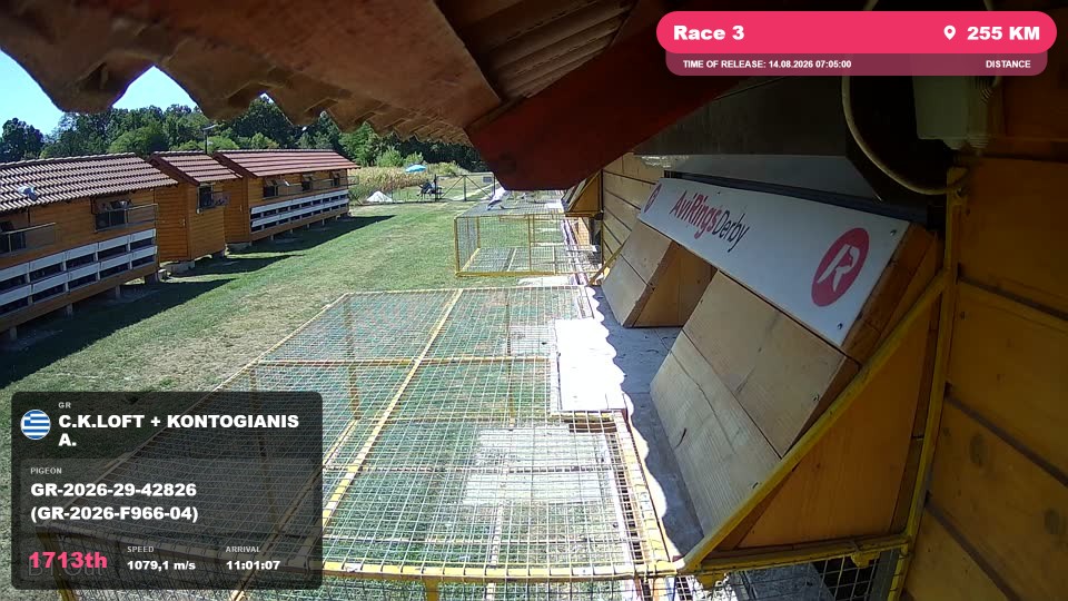 Pigeon Arrival Image For Race Race 3