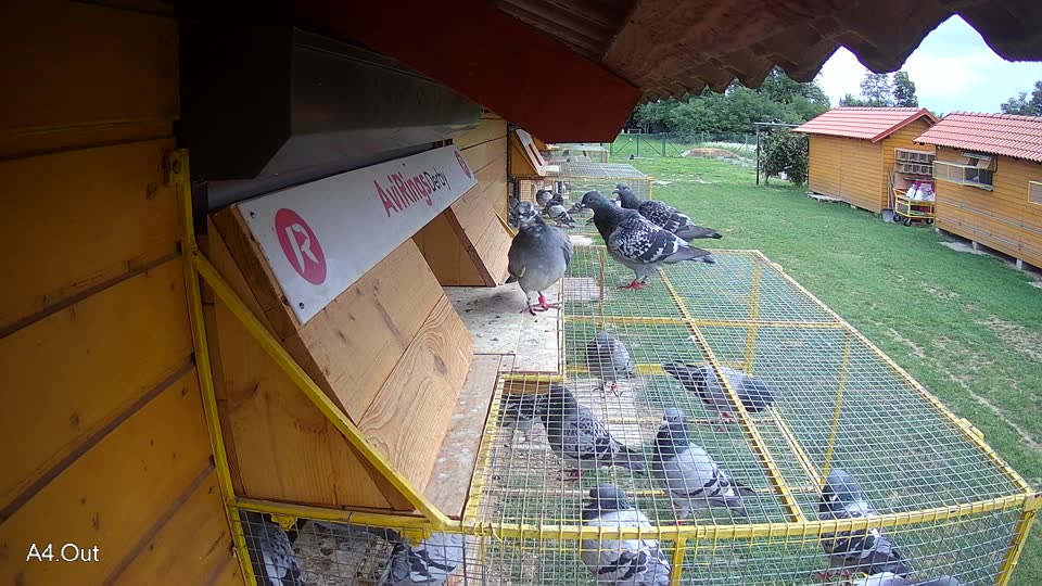 Pigeon Arrival Image For Race Race 6