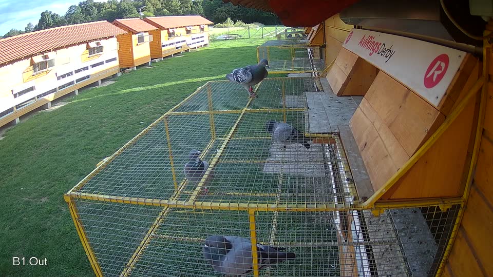 Pigeon Arrival Image For Race Final race 1