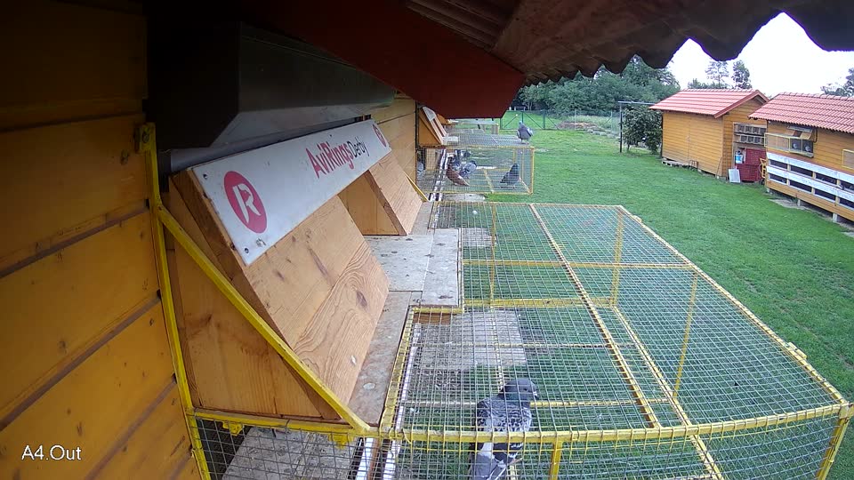 Pigeon Arrival Image For Race Final race 2