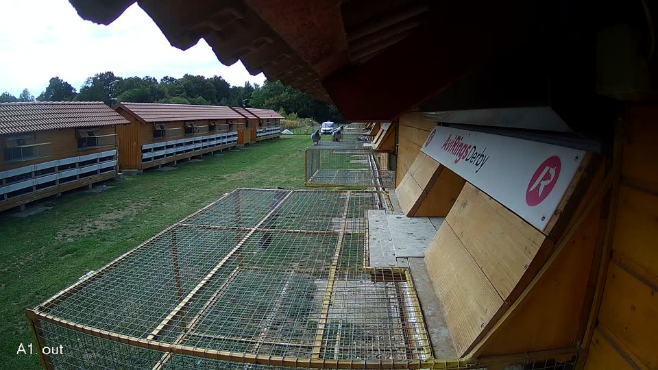 Pigeon Arrival Image For Race Race 4