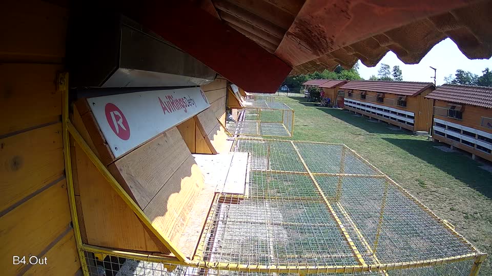 Pigeon Arrival Image For Race Race 1