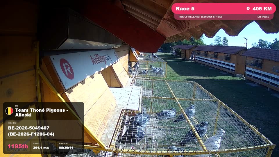 Pigeon Arrival Image For Race Race 5