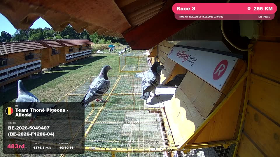 Pigeon Arrival Image For Race Race 3