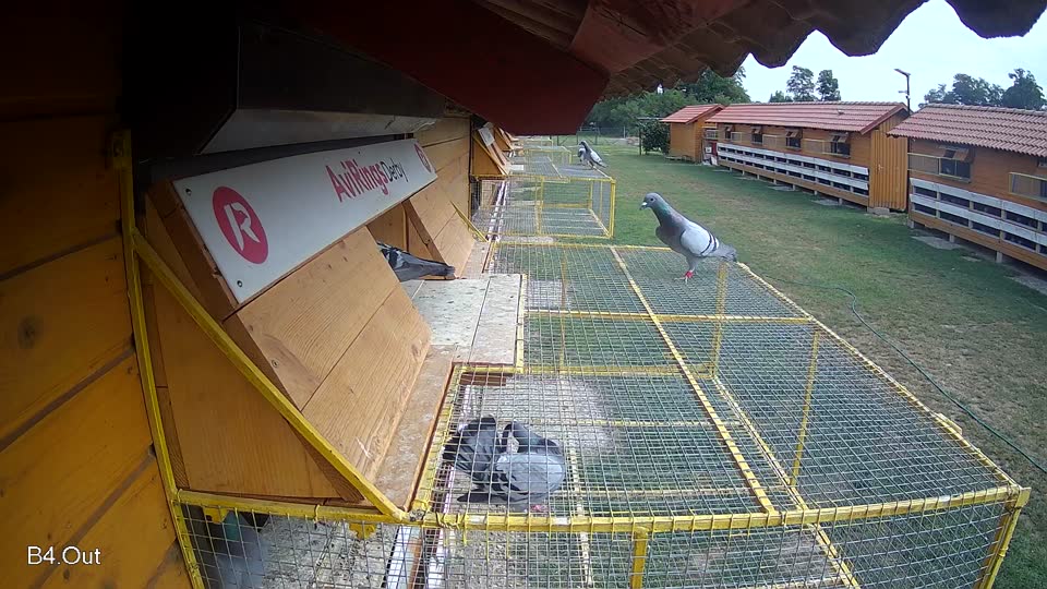 Pigeon Arrival Image For Race Race 3