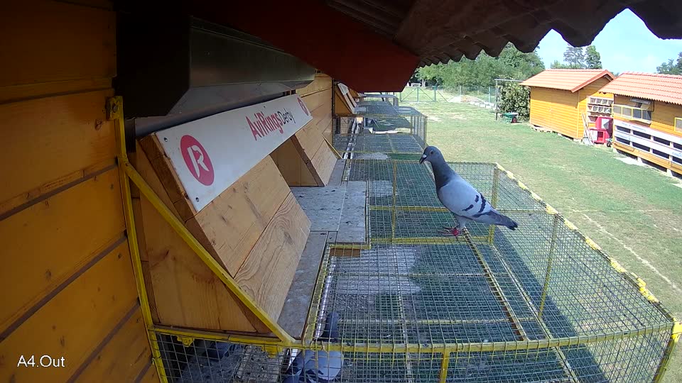Pigeon Arrival Image For Race Race 4