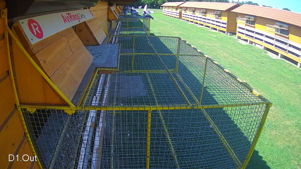 Pigeon Arrival Image For Race Race 2