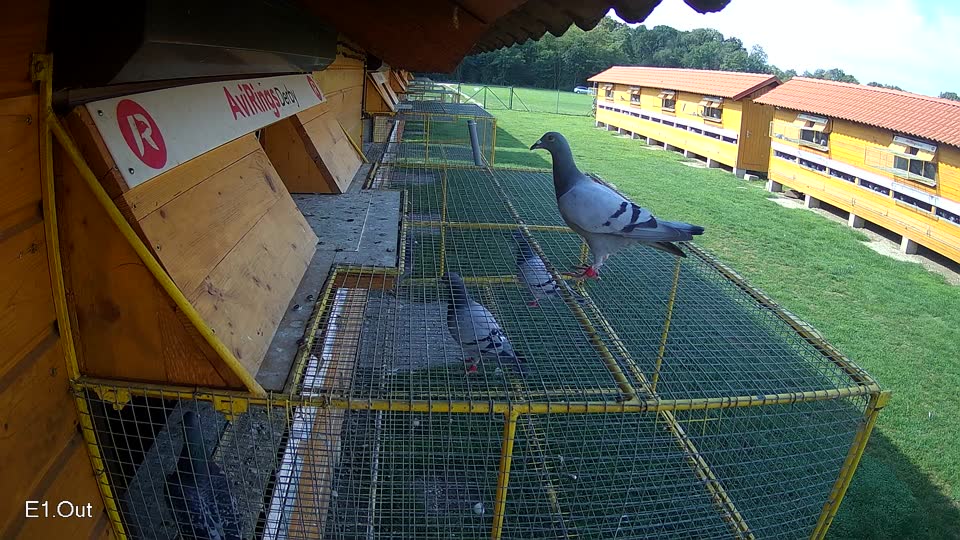 Pigeon Arrival Image For Race Final race 1