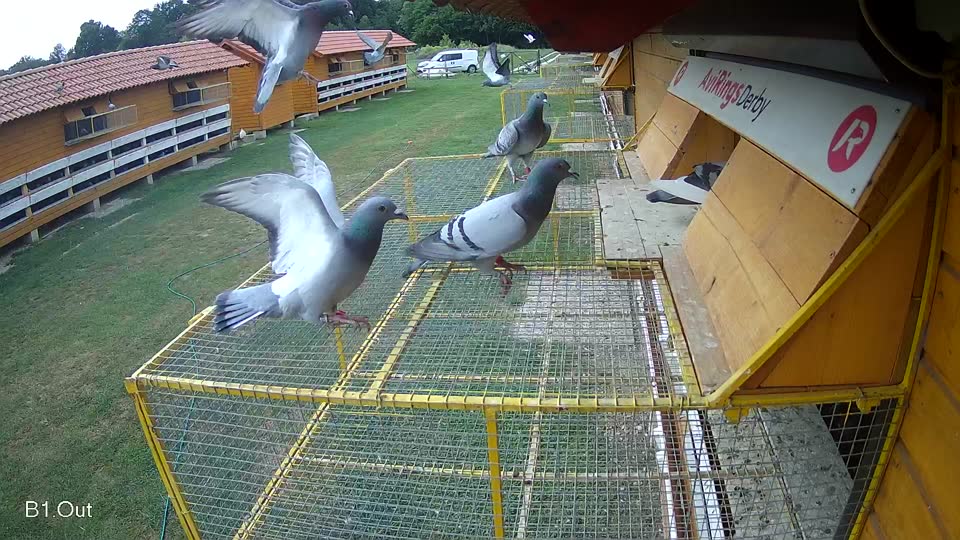 Pigeon Arrival Image For Race Race 3