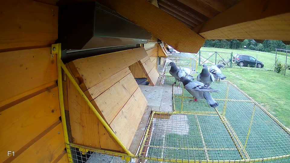 Pigeon Arrival Image For Race Race 3