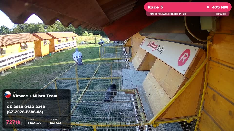 Pigeon Arrival Image For Race Race 5