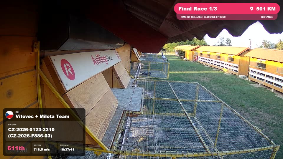Pigeon Arrival Image For Race Final Race 1/3
