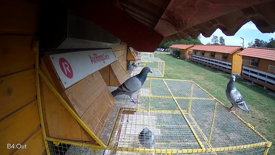 Pigeon Arrival Image For Race Race 4