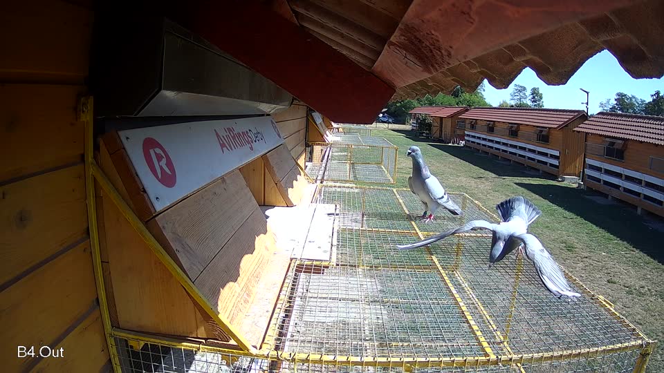 Pigeon Arrival Image For Race Race 3