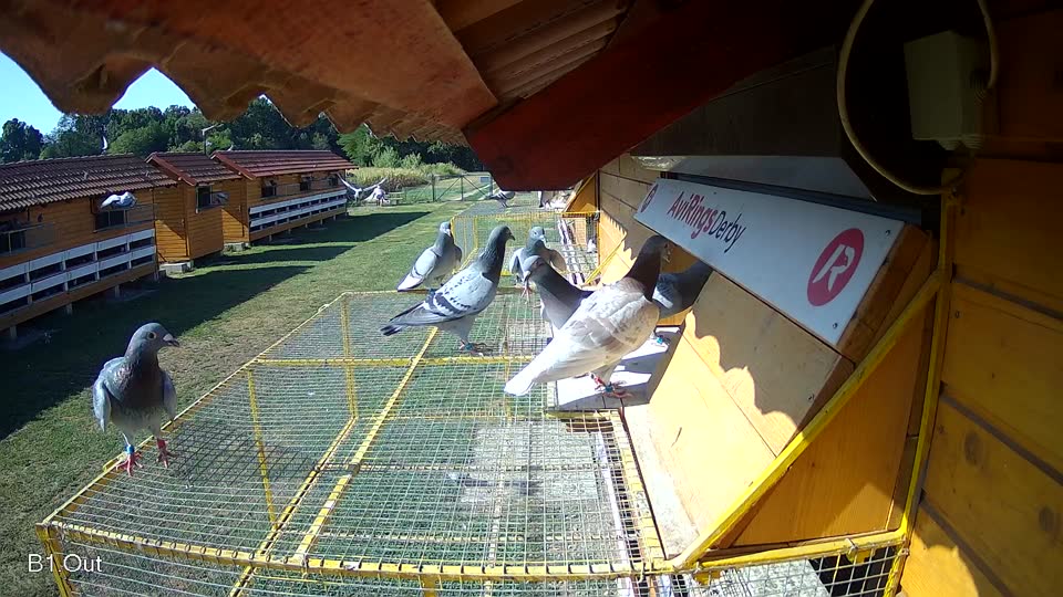 Pigeon Arrival Image For Race Race 2