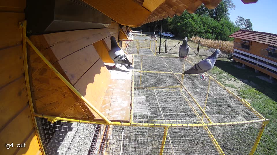 Pigeon Arrival Image For Race Race 3