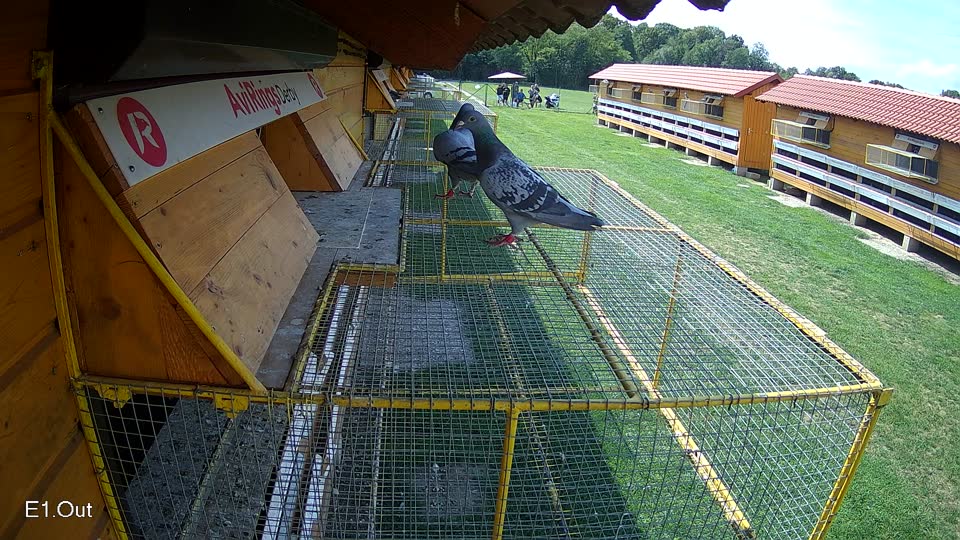 Pigeon Arrival Image For Race Race 6