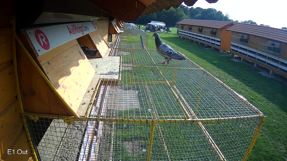 Pigeon Arrival Image For Race Final race 1