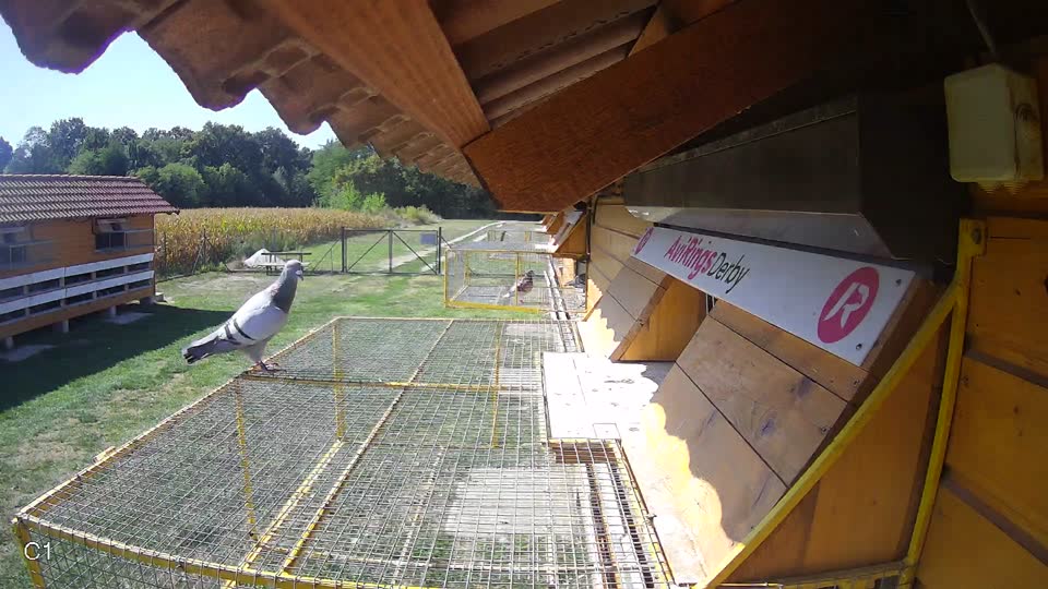 Pigeon Arrival Image For Race Race 5