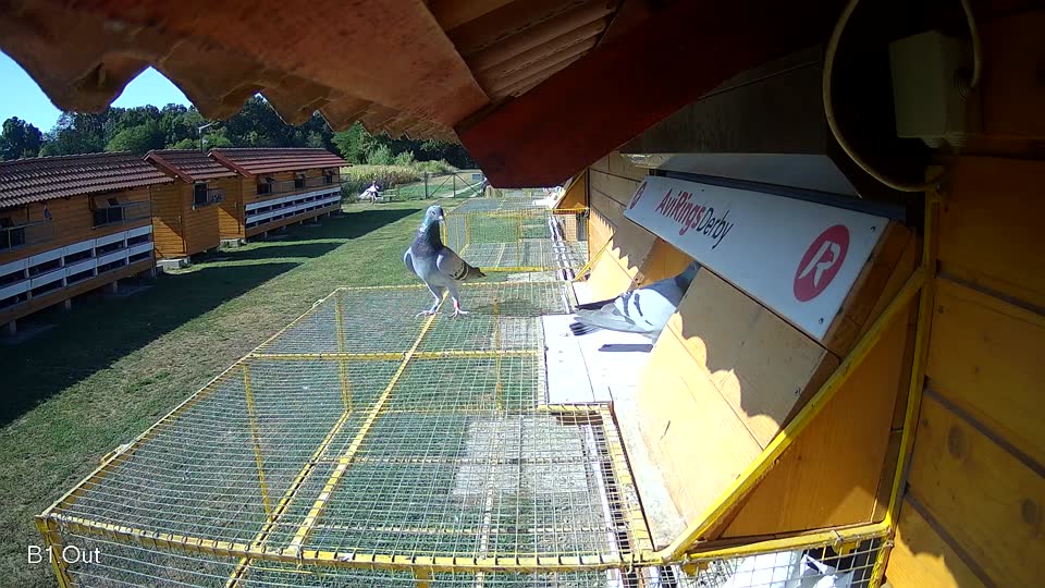 Pigeon Arrival Image For Race Race 2