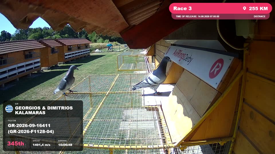 Pigeon Arrival Image For Race Race 3