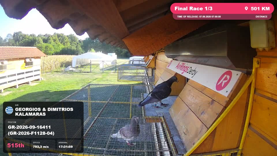 Pigeon Arrival Image For Race Final Race 1/3