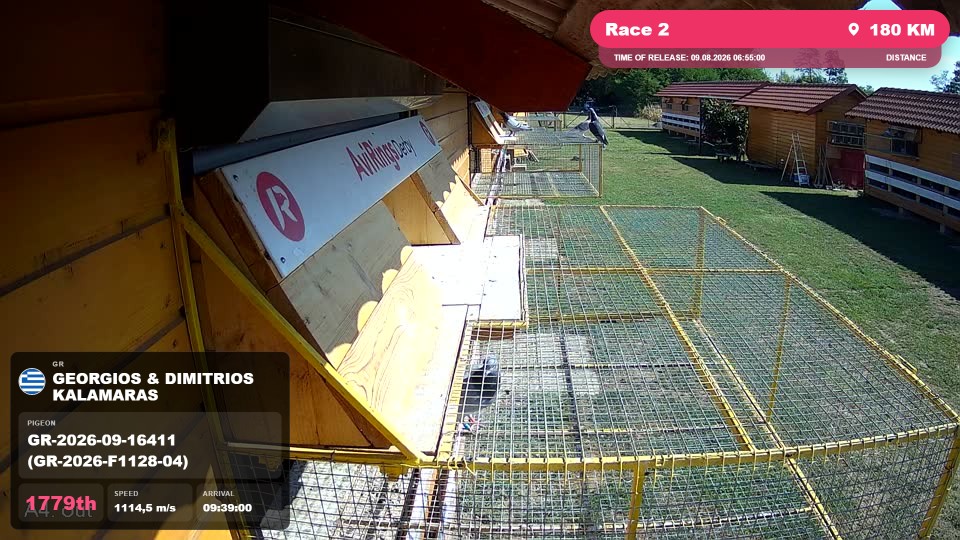 Pigeon Arrival Image For Race Race 2