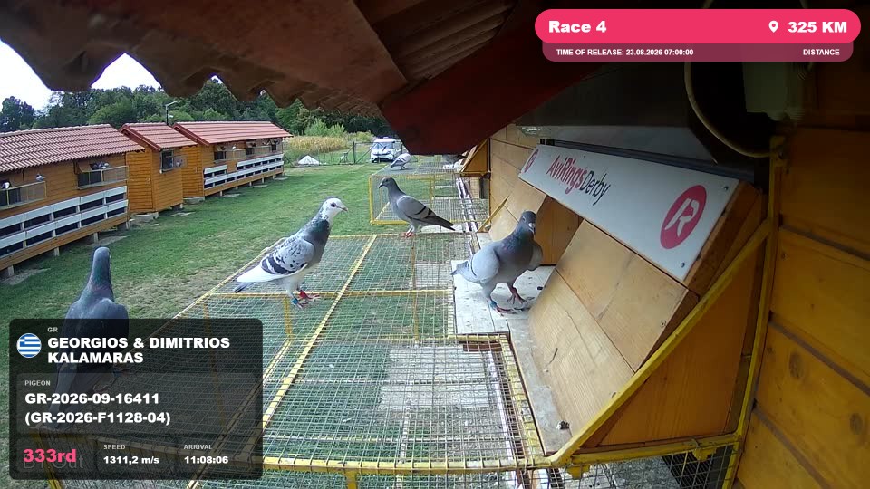Pigeon Arrival Image For Race Race 4