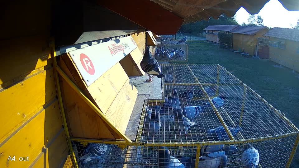 Pigeon Arrival Image For Race Race 1