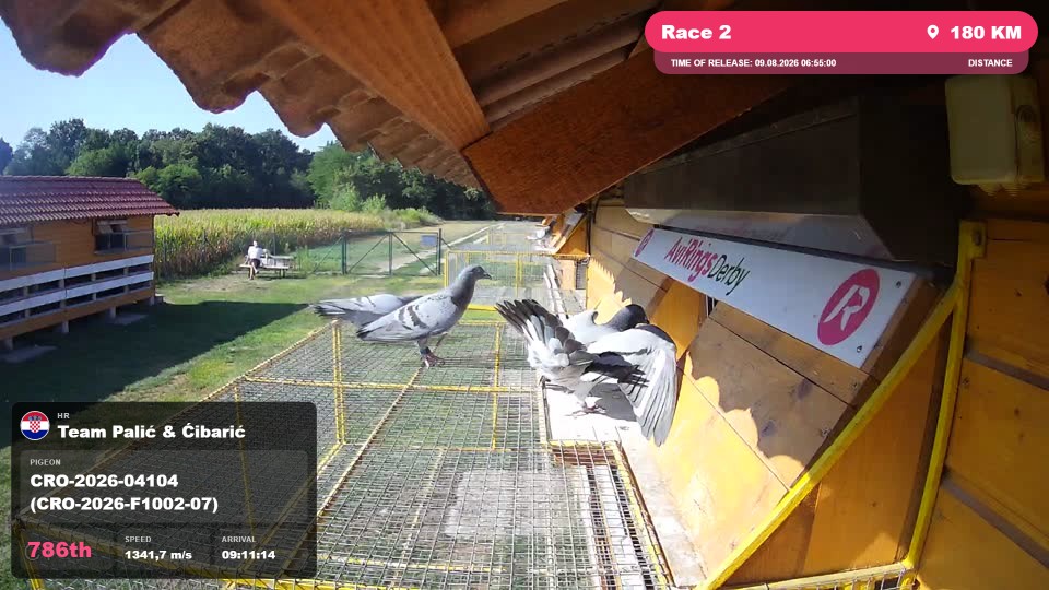 Pigeon Arrival Image For Race Race 2