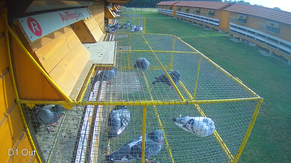 Pigeon Arrival Image For Race Race 4