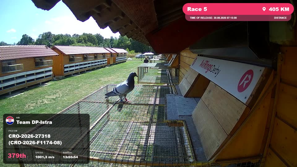 Pigeon Arrival Image For Race Race 5