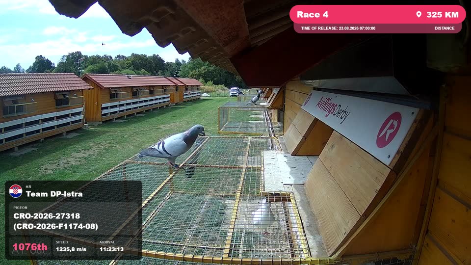 Pigeon Arrival Image For Race Race 4